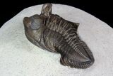 Tower Eyed Erbenochile Trilobite - Top Quality #92809-5